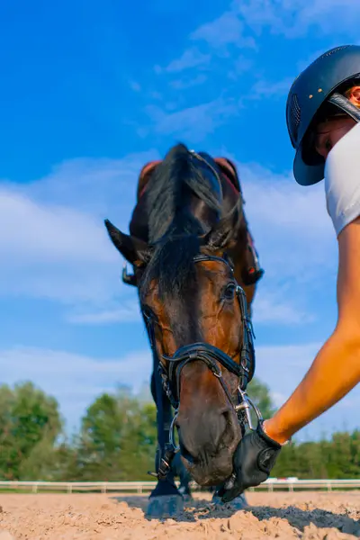 Bir Miğferli Binici Binerken Güzel Siyah Atını Elinden Besliyor — Stok fotoğraf