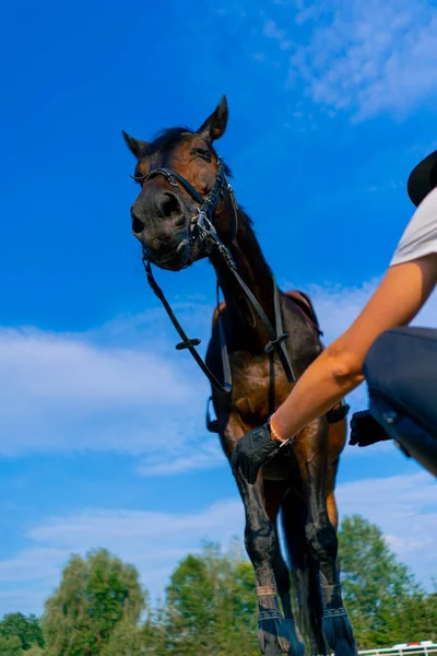 Cavaleiro Capacete Alimenta Seu Belo Cavalo Preto Sua Mão Arena — Fotografia de Stock