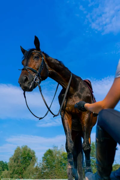 Een Gehelmde Ruiter Voedt Haar Prachtige Zwarte Paard Uit Haar — Stockfoto