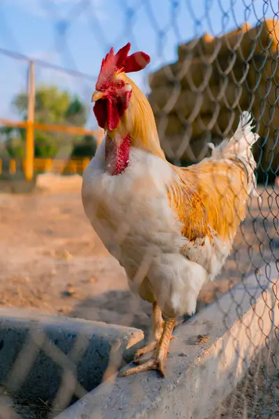 A close-up of beautiful rooster standing in a chicken pen on a farm. the concept of love for nature and farming