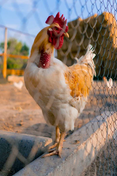 A close-up of beautiful rooster standing in a chicken pen on a farm. the concept of love for nature and farming