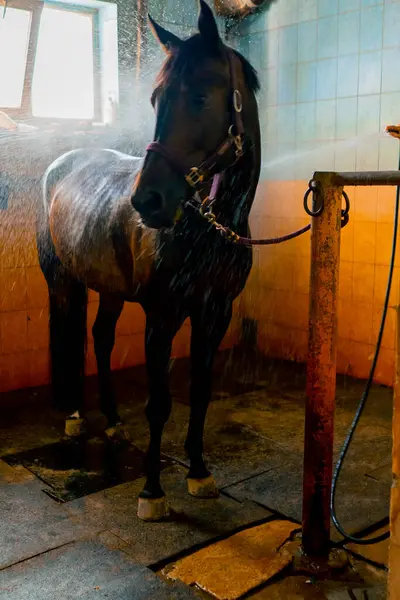 馬に乗った後に安定して洗いながらシャワーに立っている美しい黒馬のクローズアップ — ストック写真