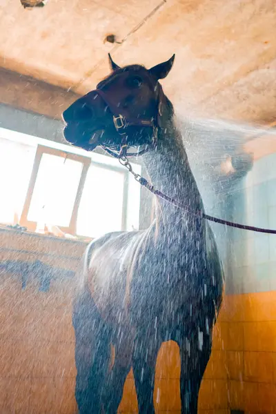 Close Beautiful Black Horse Standing Shower While Washing Stable Horseback — Stock Photo, Image