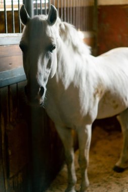 Ahırda duran güzel beyaz atın portresi. Atlara ve binicilik sporuna duyulan sevgi kavramı.