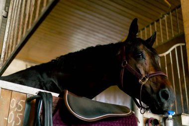 Siyah güzel atın portresi ahırda duruyor ve binicilik sporlarına ve atlara olan aşkı saman konseptini yiyor.