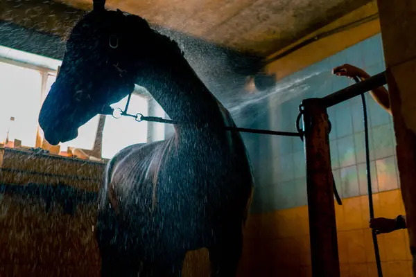 Close Belo Cavalo Preto Chuveiro Enquanto Lava Estábulo Após Passeio — Fotografia de Stock