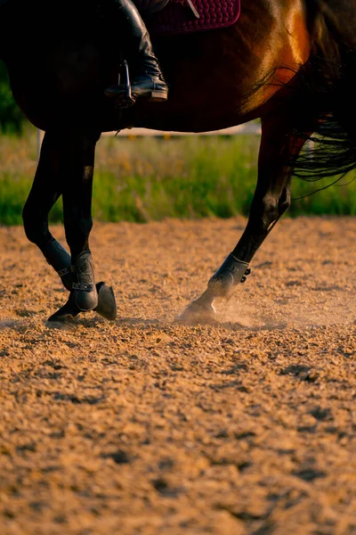 Nahaufnahme Der Hufe Eines Schwarzen Pferdes Während Eines Ausritts Auf — Stockfoto