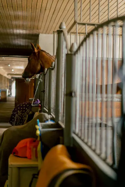 Cavalo Cor Marrom Olha Para Fora Cerca Metal Partir Uma — Fotografia de Stock