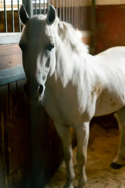 Retrato Belo Cavalo Branco Uma Tenda Conceito Estável Amor Para — Fotografia de Stock