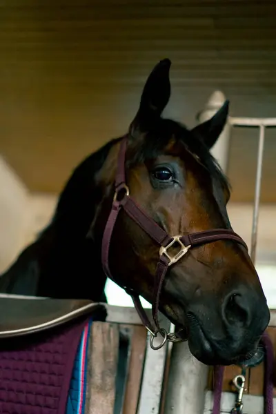 Portret Van Een Prachtig Zwart Paard Een Stal Bij Het — Stockfoto