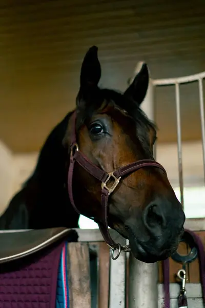 Portret Van Een Prachtig Zwart Paard Een Stal Bij Het — Stockfoto