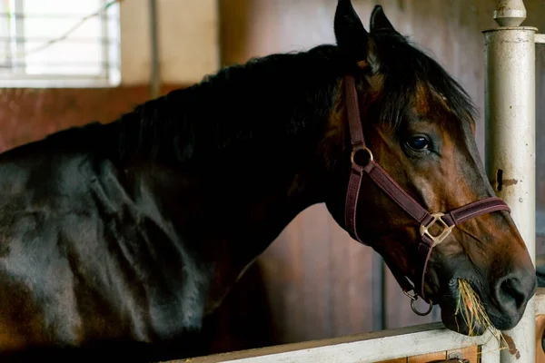 Portrait of black beautiful horse standing in a stall at the stable and eating hay concept of love for equestrian sports and horses