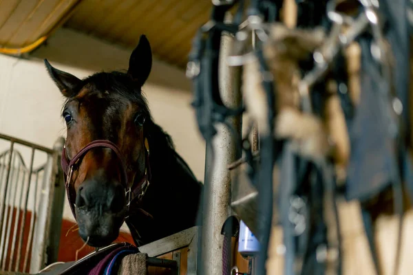 Retrato Belo Cavalo Preto Uma Barraca Conceito Estável Amor Para — Fotografia de Stock