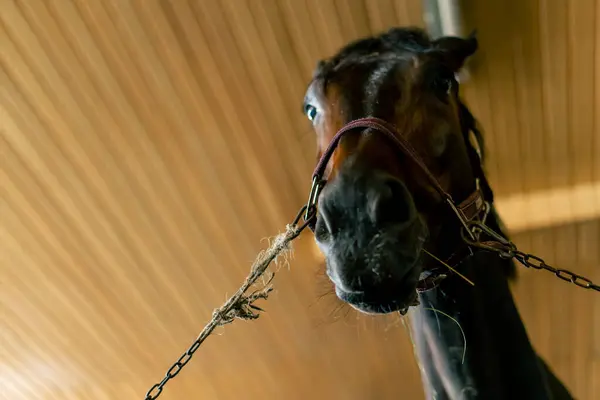 Retrato Belo Cavalo Preto Uma Barraca Conceito Estável Amor Para — Fotografia de Stock