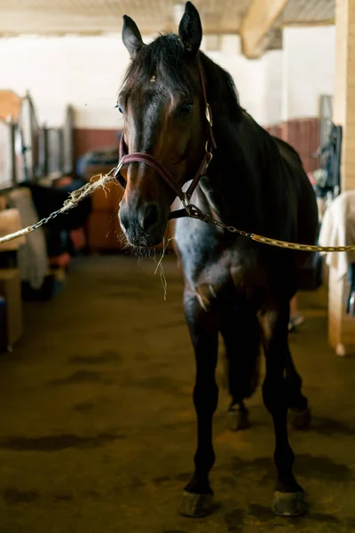 Retrato Cavalo Bonito Preto Que Fica Amarrado Conceito Stall Amor — Fotografia de Stock