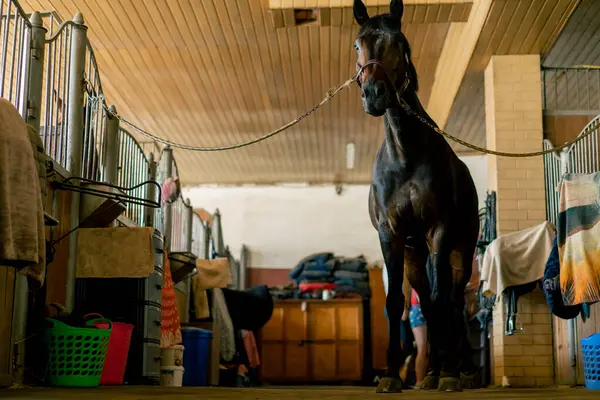 Portrait Black Beautiful Horse Stands Tied Stall Concept Love Equestrian — Stock Photo, Image