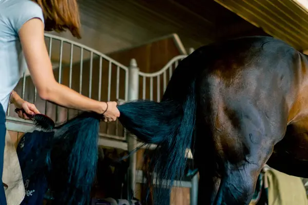 Close Girl Stable Worker Combing Out Tail Black Horse Stables — Stock Photo, Image