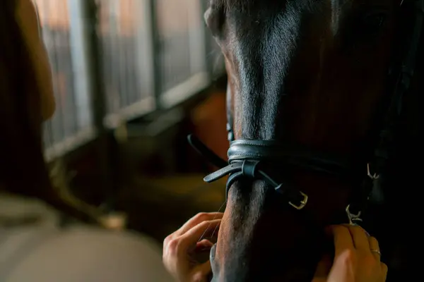 Cavaleiro Coloca Arnês Seu Cavalo Preto Nos Estábulos Preparação Para — Fotografia de Stock