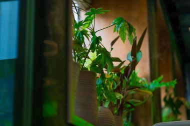 Bir restoranın ya da barın parlak bir iç mekanı. Yeşillik ve bitkiler Asyalı tarzı boş bir oda.