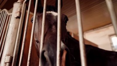 Ahırda duran güzel kahverengi bir atın portresi binicilik sporları ve atlara duyulan sevgi konsepti.