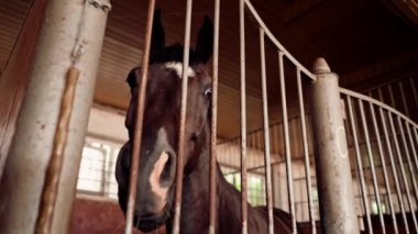 Ahırda duran güzel kahverengi bir atın portresi binicilik sporları ve atlara duyulan sevgi konsepti.