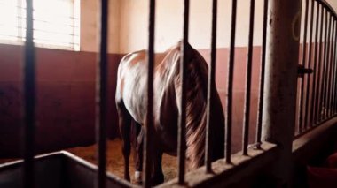 Ahırda duran güzel kahverengi bir atın portresi binicilik sporları ve atlara duyulan sevgi konsepti.