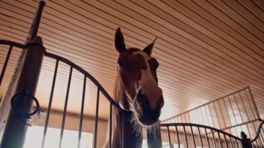 Ahırda duran güzel kahverengi bir atın portresi binicilik sporları ve atlara duyulan sevgi konsepti.