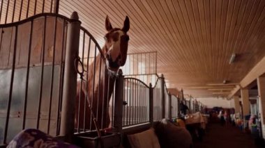 Ahırda duran güzel kahverengi bir atın portresi binicilik sporları ve atlara duyulan sevgi konsepti.