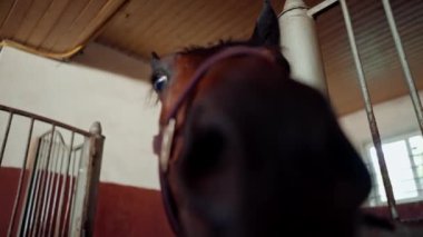 Ahırda duran güzel kahverengi bir atın portresi binicilik sporları ve atlara duyulan sevgi konsepti.