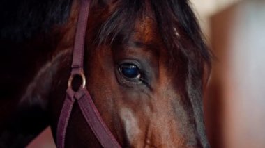 Çiftlikteki ya da profesyonel binicilik sporunda kahverengi bir atın yüzüne ve gözlerine yakından bakın.