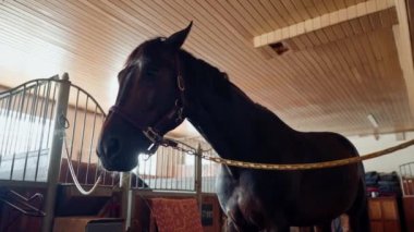 Güzel, yakışıklı bir safkan at, hayvan bakımı prosedürlerinden önce çiftlikteki bir ahırda duruyor.