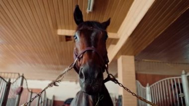 Güzel, yakışıklı bir safkan at, hayvan bakımı prosedürlerinden önce çiftlikteki bir ahırda duruyor.