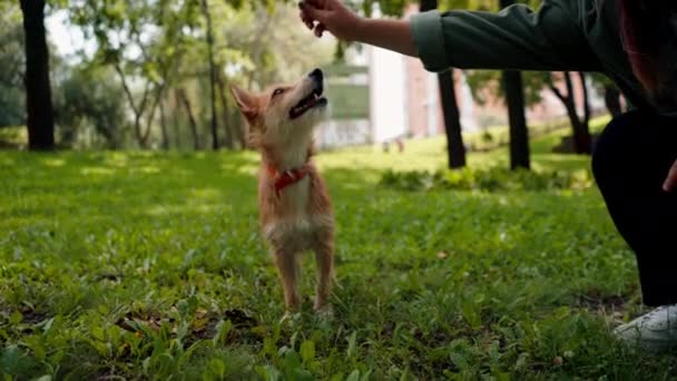 一对恋爱中的年轻夫妇和他们的宠物在公园里散步 在草地上和他玩耍 他对狗的爱很浪漫 — 图库视频影像