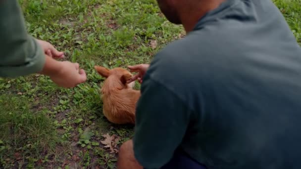 Birbirlerine Aşık Genç Bir Çift Parkta Yürüyorlar Evcil Hayvanları Karnını — Stok video