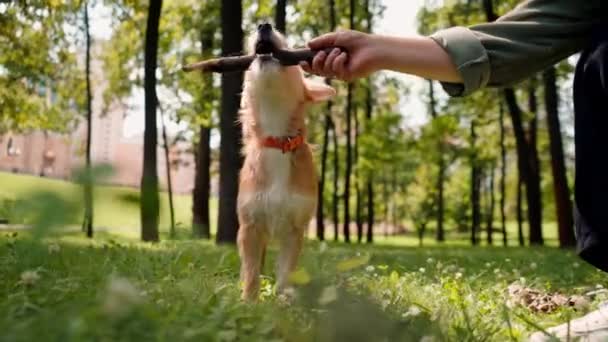 スティックで遊んでいる彼女の犬と公園を歩いている若い女の子をクローズアップし それで彼をからかう — ストック動画