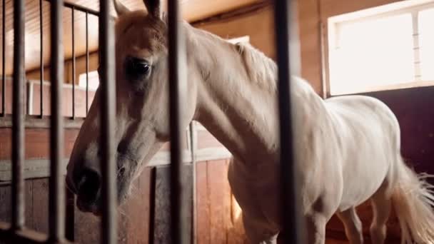 马厩里一匹漂亮的白马站在马厩里的画像 对马术和马匹的热爱 — 图库视频影像
