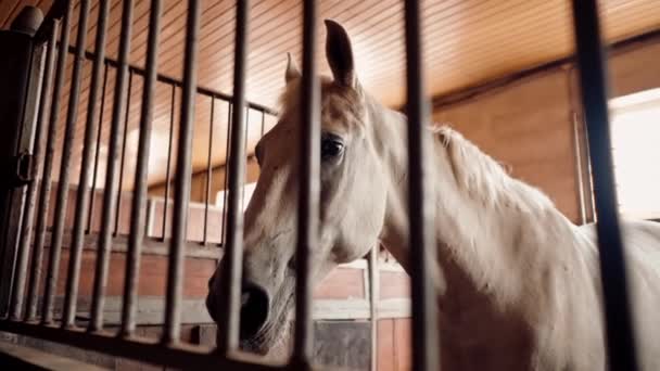 馬と馬のためのコンセプトの愛を安定したスタンドに立っている美しい白馬の肖像画 — ストック動画