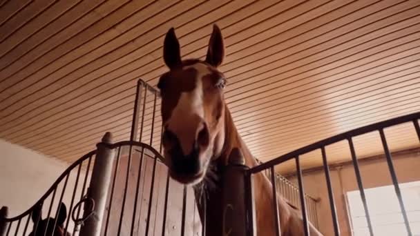 马厩里一匹漂亮的棕色马站在马厩里的画像 对马术和马匹的热爱 — 图库视频影像