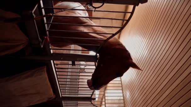 Vertikal Video Porträtt Vacker Brun Häst Stående Ett Stall Ett — Stockvideo
