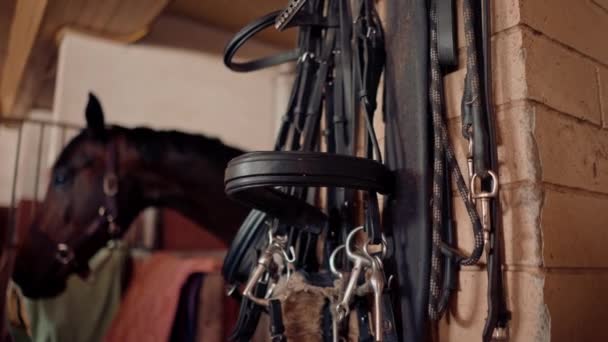 Stable Horses Riding Equipment Bridles Saddles Capes Professional Equestrian Sports — Stock Video