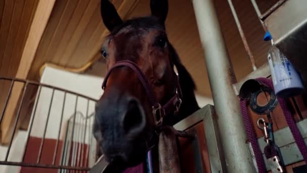 Porträt Eines Schönen Braunen Pferdes Das Einem Stall Einem Stall — Stockvideo