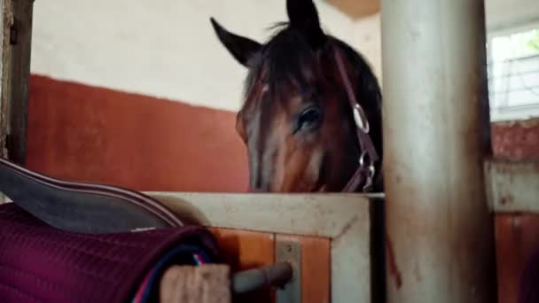 Portret Pięknego Brązowego Konia Stojącego Boksie Stajni Koncepcja Miłości Sportów — Wideo stockowe
