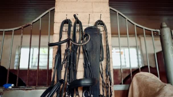 Σταθερό Άλογα Ιππασίας Εξοπλισμό Χαλινάρια Σέλες Ακρωτήρια Επαγγελματική Ιππασίας Σπορ — Αρχείο Βίντεο