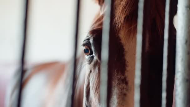 Ahırda Duran Güzel Kahverengi Bir Atın Portresi Binicilik Sporları Atlara — Stok video