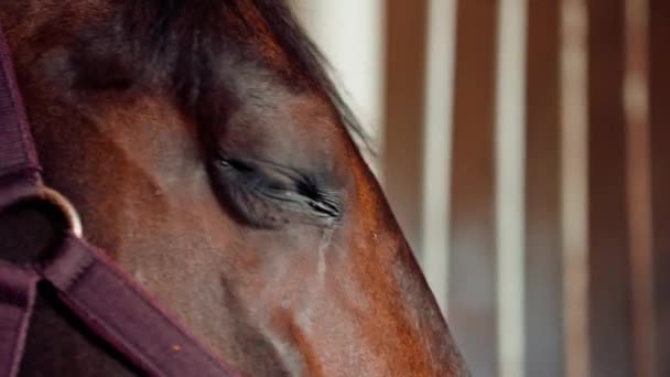 Nahaufnahme Von Gesicht Und Augen Eines Braunen Pferdes Einem Stall — Stockvideo