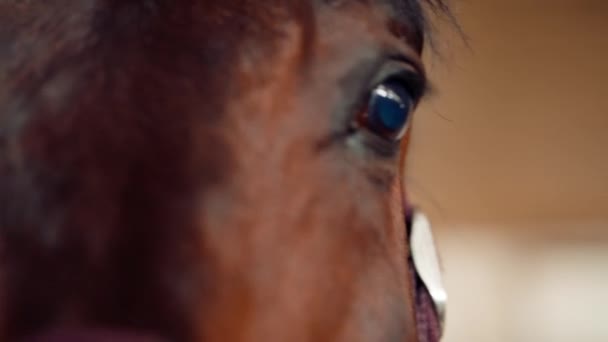 在农场的马厩里或在职业马术比赛中对棕色马的脸和眼睛进行特写 — 图库视频影像