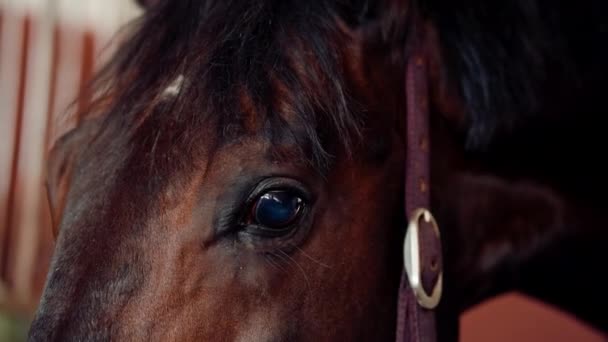 Close Face Olhos Animal Cavalo Marrom Estábulo Uma Fazenda Esporte — Vídeo de Stock