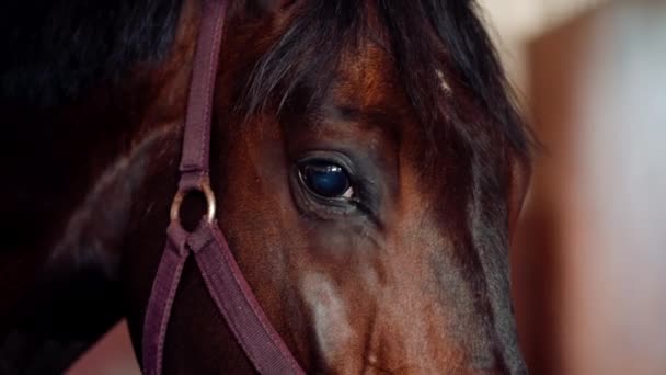 Close Face Eyes Brown Horse Animal Stable Farm Professional Equestrian — Stock Video