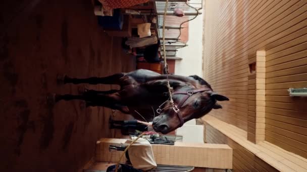Verticale Video Een Mooie Knappe Volbloed Bruine Paard Staat Een — Stockvideo