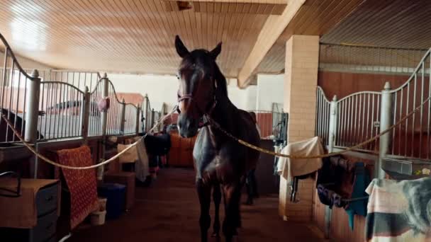 Ένα Όμορφο Καθαρόαιμο Καφέ Άλογο Στέκεται Ένα Στάβλο Στη Φάρμα — Αρχείο Βίντεο
